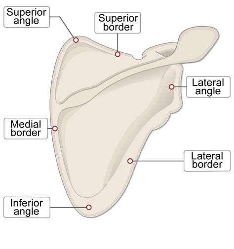 Scapula Bone Lesson Human Bio Media