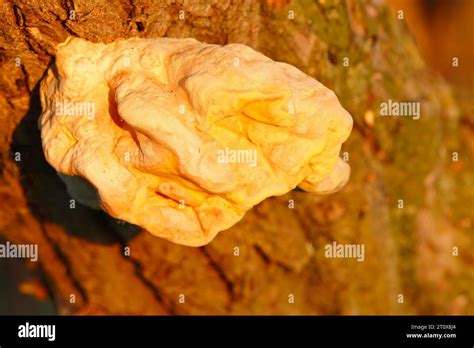 Yellow Tree Fungus On A Willow Peene Valley River Landscape Nature