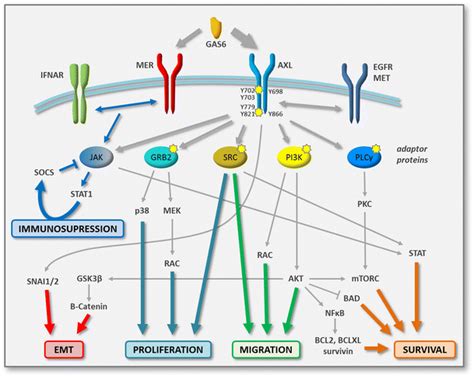 Axl And Mer Signaling Networks In Tumor Cells Schematic Representing