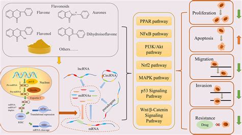 Frontiers Flavonoids Inhibit Cancer By Regulating The Competing