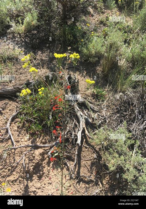 Scarlet Gilia Ipomopsis Aggregata Stock Photo Alamy