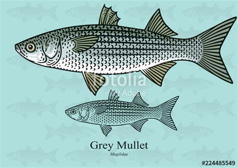 Mullet Vector At Vectorified Collection Of Mullet Vector Free For