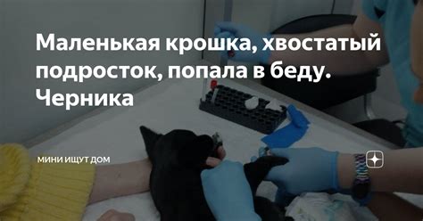 Маленькая крошка, хвостатый подросток, попала в беду. Черника | Мини ...