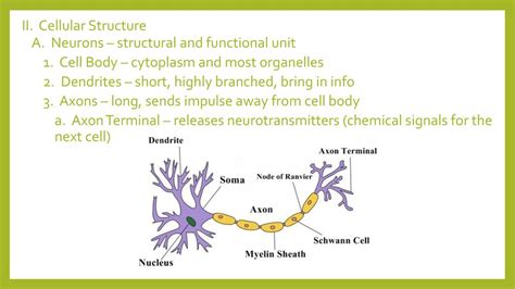 Neuron Structure And Function Ppt Download