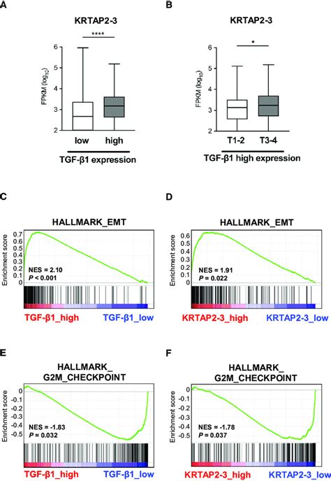 KRTAP2 3 Expression Is Associated With Tumor Progression Cell Cycle