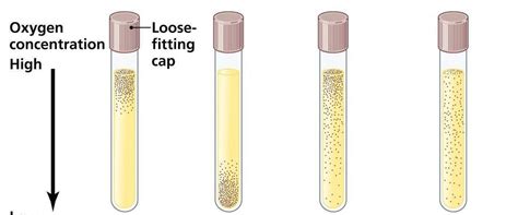 microbial nutrition ch 6 part 2 Diagram | Quizlet 