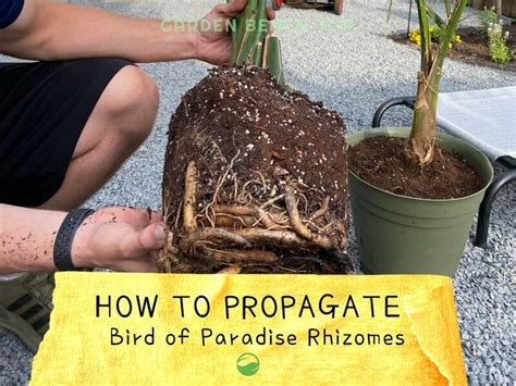 Bird of Paradise Rhizome - How to ID (with Pictures)