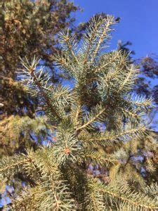 How to Make Spruce Tea, A Delicious Way to Fight Colds