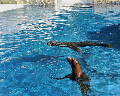 Otarie Della California Nuova Area Al Bioparco Di Roma