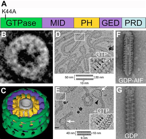 dynamin  assembles  tubulates lipids  scheme  dynamin