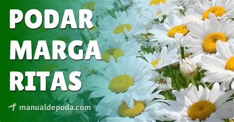 ᐈ Guía completa para saber cuándo podar margaritas y prolongar su