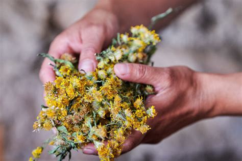 Cultivando una belleza más sostenible