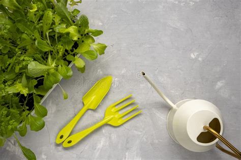Top View Of Salad On The Potting Bench With Gardening Equipment Home
