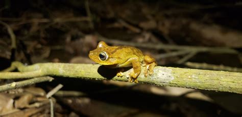 Chirique Flusse Tree Frog From Santa Marta Magdalena Colombia On