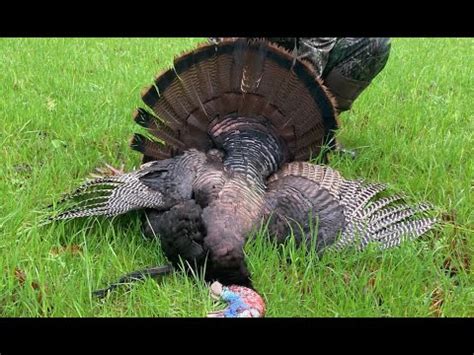 Virginia Spring Gobbler Hunt Mature Tom Put On A Show Youtube