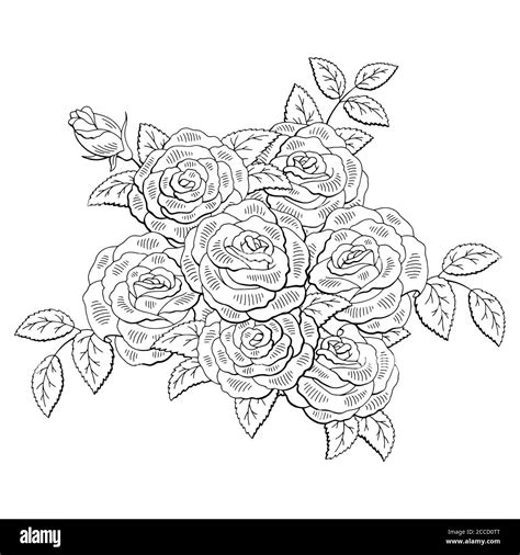 Rose Flower Graphic Black White Isolated Bouquet Sketch Illustration