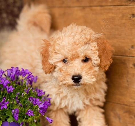 Fluffy Poodles Kellys Kennels