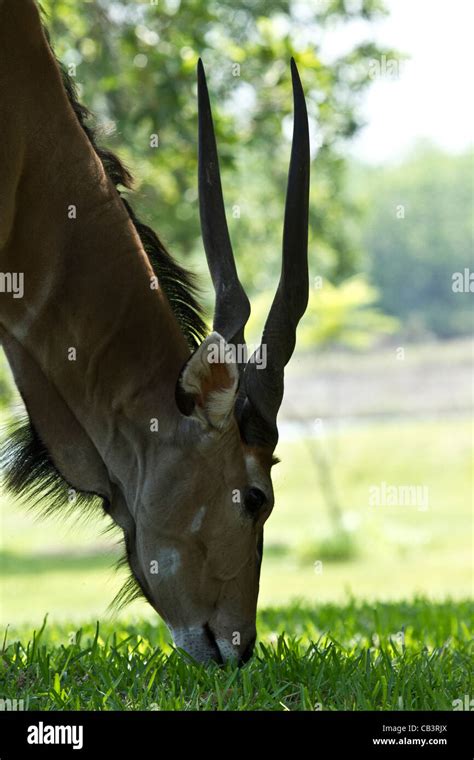 Giant Eland Stockfotos Und Bilder Kaufen Alamy