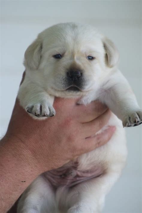 Yellow Male Michigan Elite Labradors