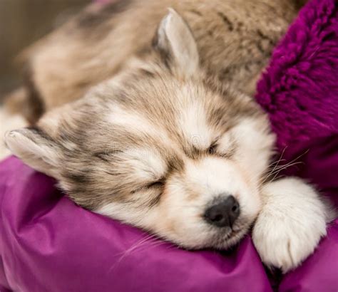 Sleeping Husky Puppy Stock Image Image Of Black Puppy 6845579