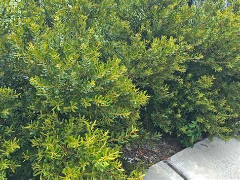 Plants For Dallas Your Source For The Best Landscape Plant