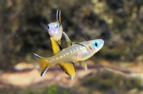 Blue Eye Pacific Pseudomugil Signifer Aquarium Gallery
