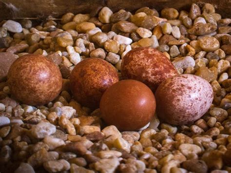 Streaming live: Falcon eggs spotted at power plant nest box | Peaceful ...