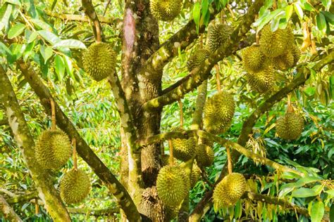 Tips Memanen Buah Durian Petunjuk Lengkap Untuk Hasil Terbaik