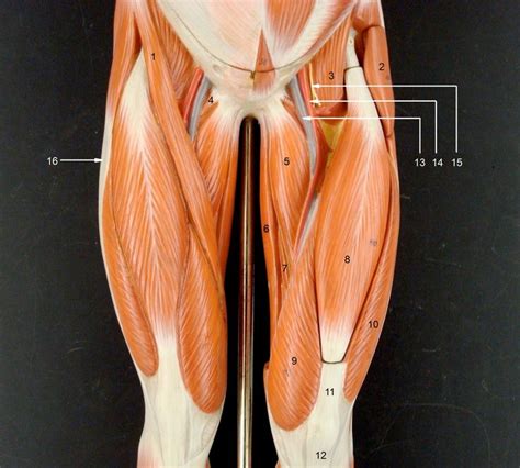 Thigh Muscle Anatomy Thigh Muscles Piriformis Muscle