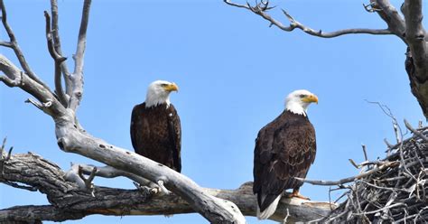 Ohio Man Pleads Guilty To Illegally Shooting Bald Eagle Great Lakes Echo