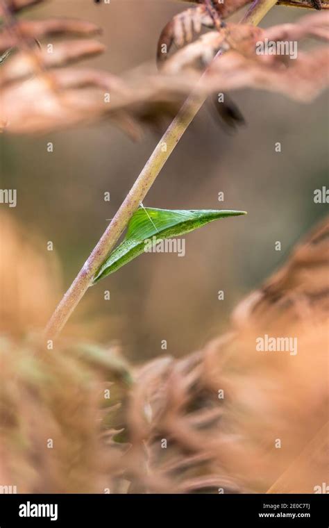 Orange Tip Chrysalis Anthocharis Cardamines Uk Stock Photo Alamy