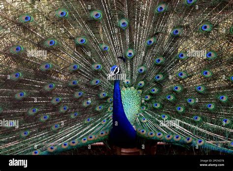 A Peacock Dances On A Cloudy Day In Calcutta India Friday Aug 11