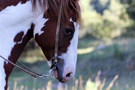 Rita Photograph By Samantha Burrow Fine Art America
