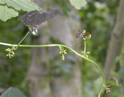 Dioscorea Communis Dioscoreaceae Image 164321 At PhytoImages Siu Edu