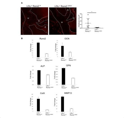 Runx2 In Sm22α Vics And Sinus Wall Cells Contributes To