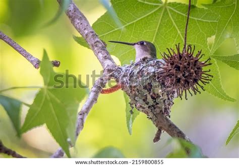 122 Hatching Hummingbird Images, Stock Photos & Vectors | Shutterstock