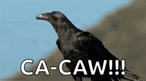 Caw GIFs | Tenor