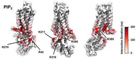 Biomolecules Free Full Text Molecular Biophysics Of Class A G