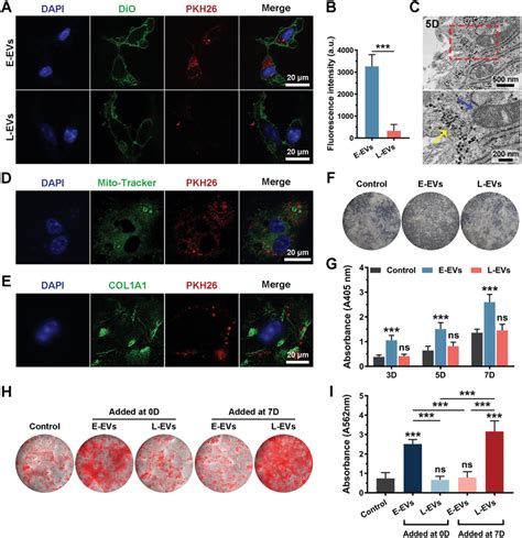 Bmscs‐derived Evs Played Different Roles In Osteogenic Differentiation