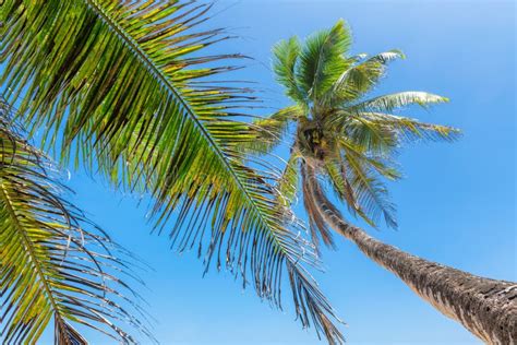 Palmeras Del Coco Contra El Cielo Azul En La Playa Tropical Imagen De