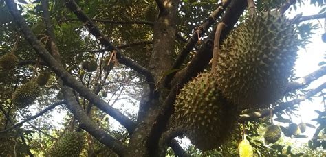 Kebun durian bawor, kebun durian siap Panen - Kavling Rumah Halal