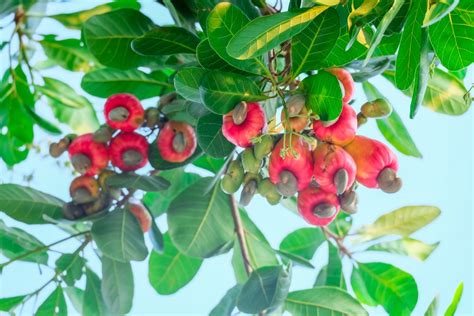 How Do Cashews Grow Top Facts Tips