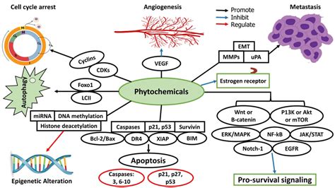 Phytochemicals Pathway Of Anti Cancer Effect Phytochemicals Pathway