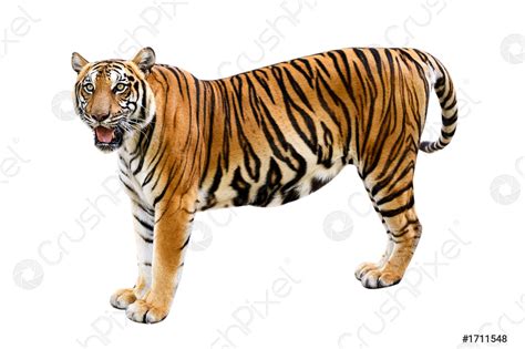 Tigre fondo blanco aislar cuerpo completo - foto de stock 1711548 | Crushpixel