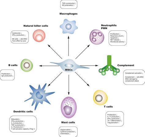 Immunomodulatory Properties Of Dental Derived Mesenchymal Stem Cells