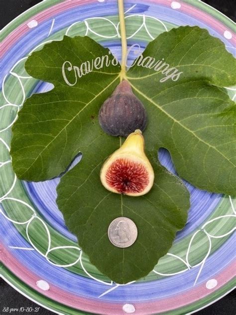 Figbid Online Auctions Of Fig Trees Fig Cuttings And Growing Supplies