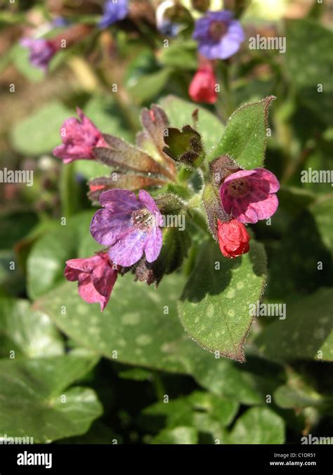 Lungwort Blue Flower Herb Hi Res Stock Photography And Images Alamy