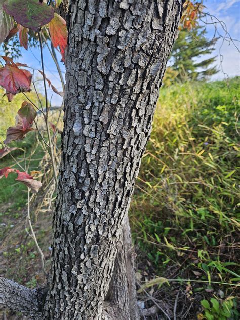 Maryland tree ID : r/treeidentification