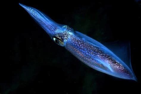 5 increíbles animales bioluminiscentes que emiten su propia luz