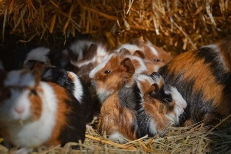 Where To Buy Guinea Pigs In 2025 Adoption Online And Retail Options